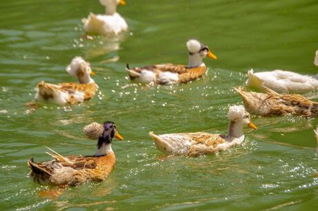 SAPANCA GÖLÜ KEYİF TURU - SOPELİ DOĞAL YAŞAM KÖYÜ
