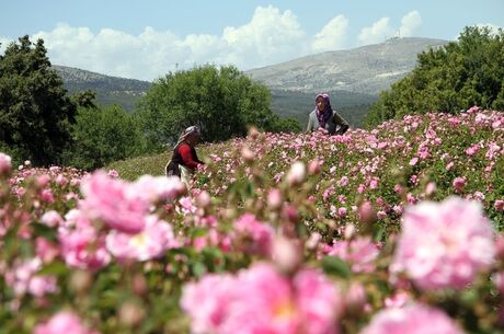 Isparta Gül Hasadı Salda Gölü Pamukkale Turu